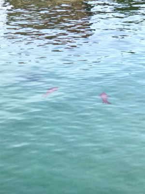 萩市周辺 アオリイカ釣果