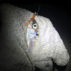 大阪奥湾アジング ニューロッド入魂