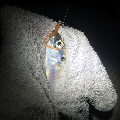 大阪奥湾アジング ニューロッド入魂