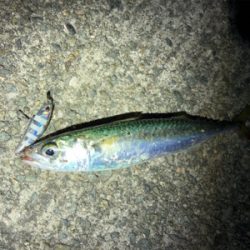 狙いの獲物!尺アジ