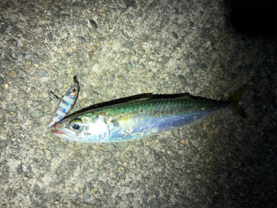 狙いの獲物!尺アジ