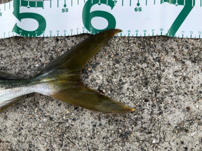 最近僕は絶好調！？