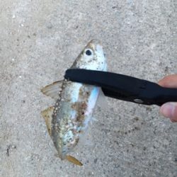 久々アジング釣果