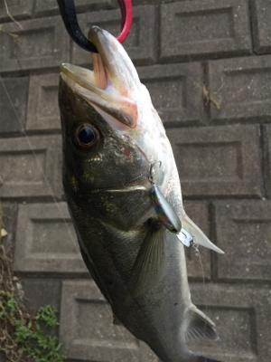 やっぱり小場所が一番！