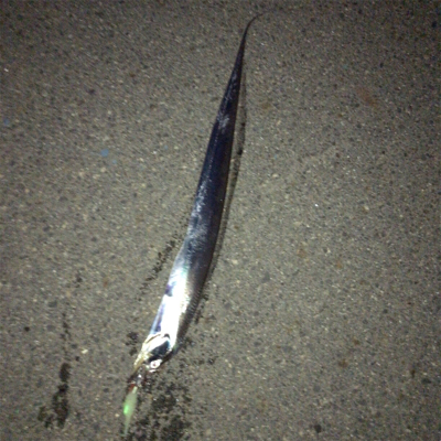 急に冷えたからか渋い