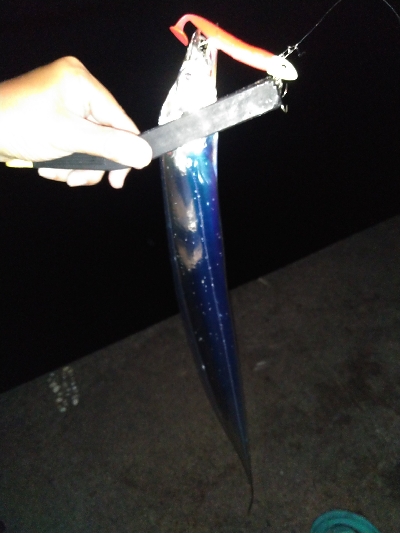 平日朝マズメでハマチ狙うもサゴシ