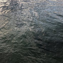 短時間エギング