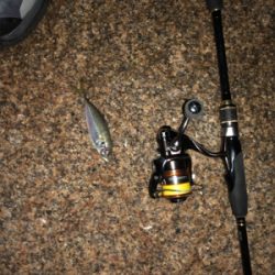 メバル好調 イカ不調