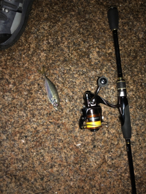 メバル好調 イカ不調