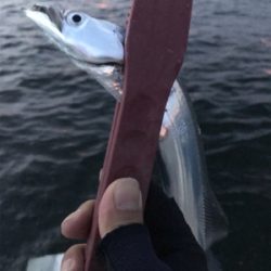 夕方ショアジギしばりでタチウオ