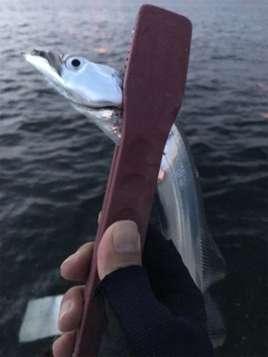 夕方ショアジギしばりでタチウオ