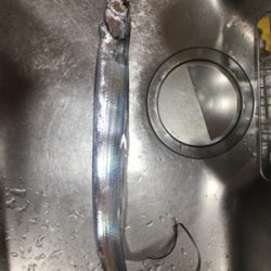 朝渋タチウオからのLSJ不発