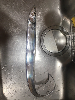 朝渋タチウオからのLSJ不発