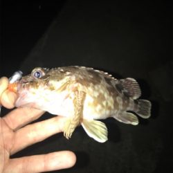 四日市方面の根魚釣行