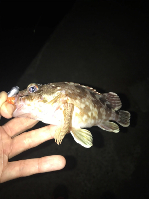 四日市方面の根魚釣行