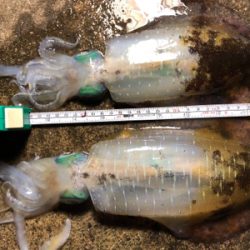 祝！息子がエギングで初アオリ(๑>◡<๑)