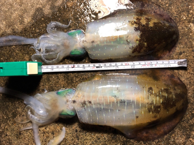 祝！息子がエギングで初アオリ(๑>◡<๑)