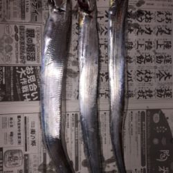 タチウオまずまず