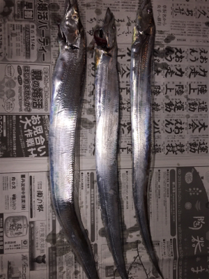 タチウオまずまず