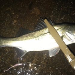 リフトでの高反応