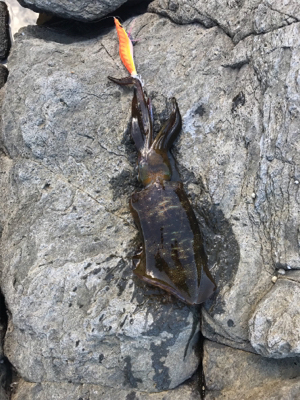 キロアップバラした原因