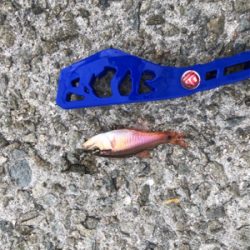 サビキとルアー