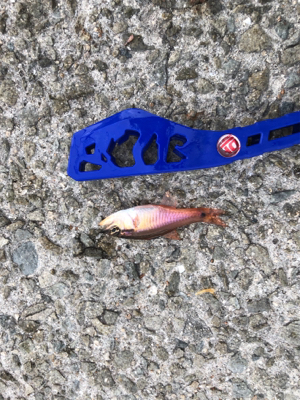 サビキとルアー