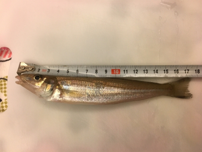 デイアジング!…のつもり