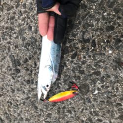 初ドラゴンありがとうございます!