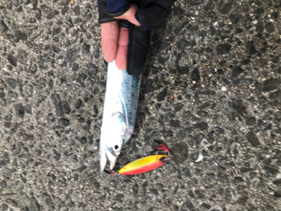 初ドラゴンありがとうございます!