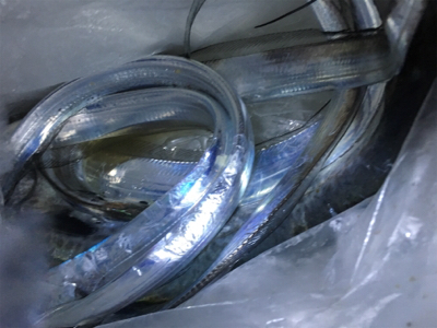 まさかのゲスト