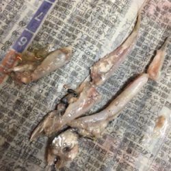 タチウオ3、サバ1