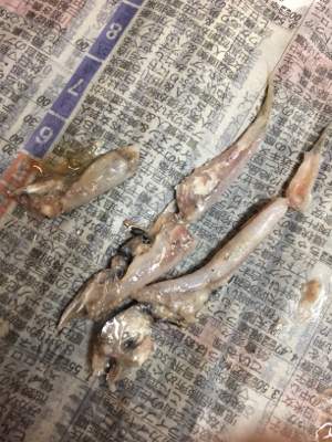 タチウオ3、サバ1