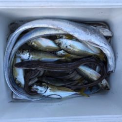 アナゴ&タチウオゲット