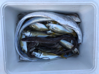 アナゴ&タチウオゲット