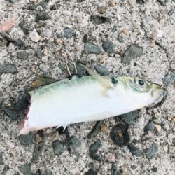 連休マラソン釣り大会