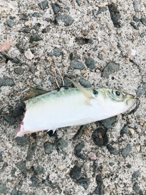 連休マラソン釣り大会