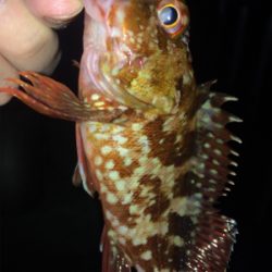 アジンガー1730〜2035