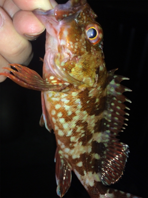 アジンガー1730〜2035