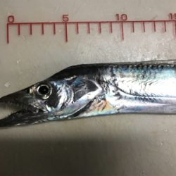 ワインドにてタチウオ