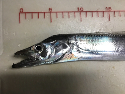 ワインドにてタチウオ