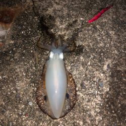 2週間連続 淡路島(^^)墨まみれ(泣)