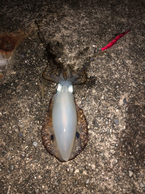 2週間連続 淡路島(^^)墨まみれ(泣)