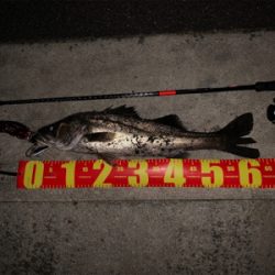 やっとシーズン到来かな