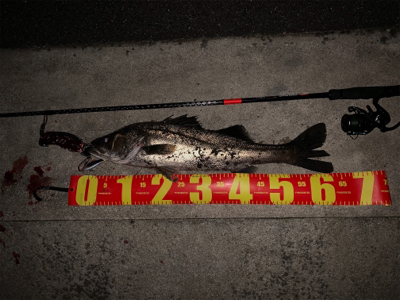 やっとシーズン到来かな