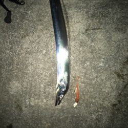 今夜は渋い‼︎