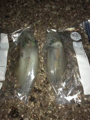 半月を眺めながら今夜も