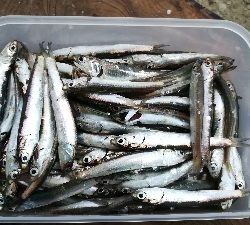 イワシ入れ食い