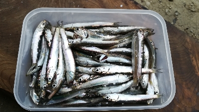 イワシ入れ食い