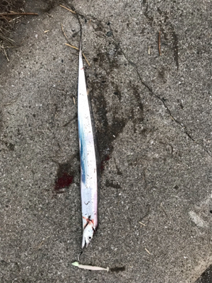 今日も行って来ました！